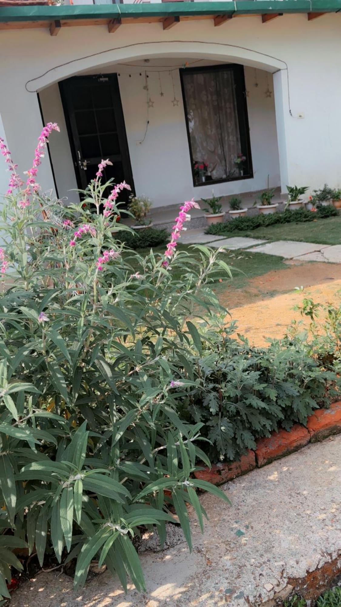 Kafal Tree Home Stay - Pet Friendly Bhowali Exterior photo